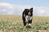 BORDER COLLIE 072